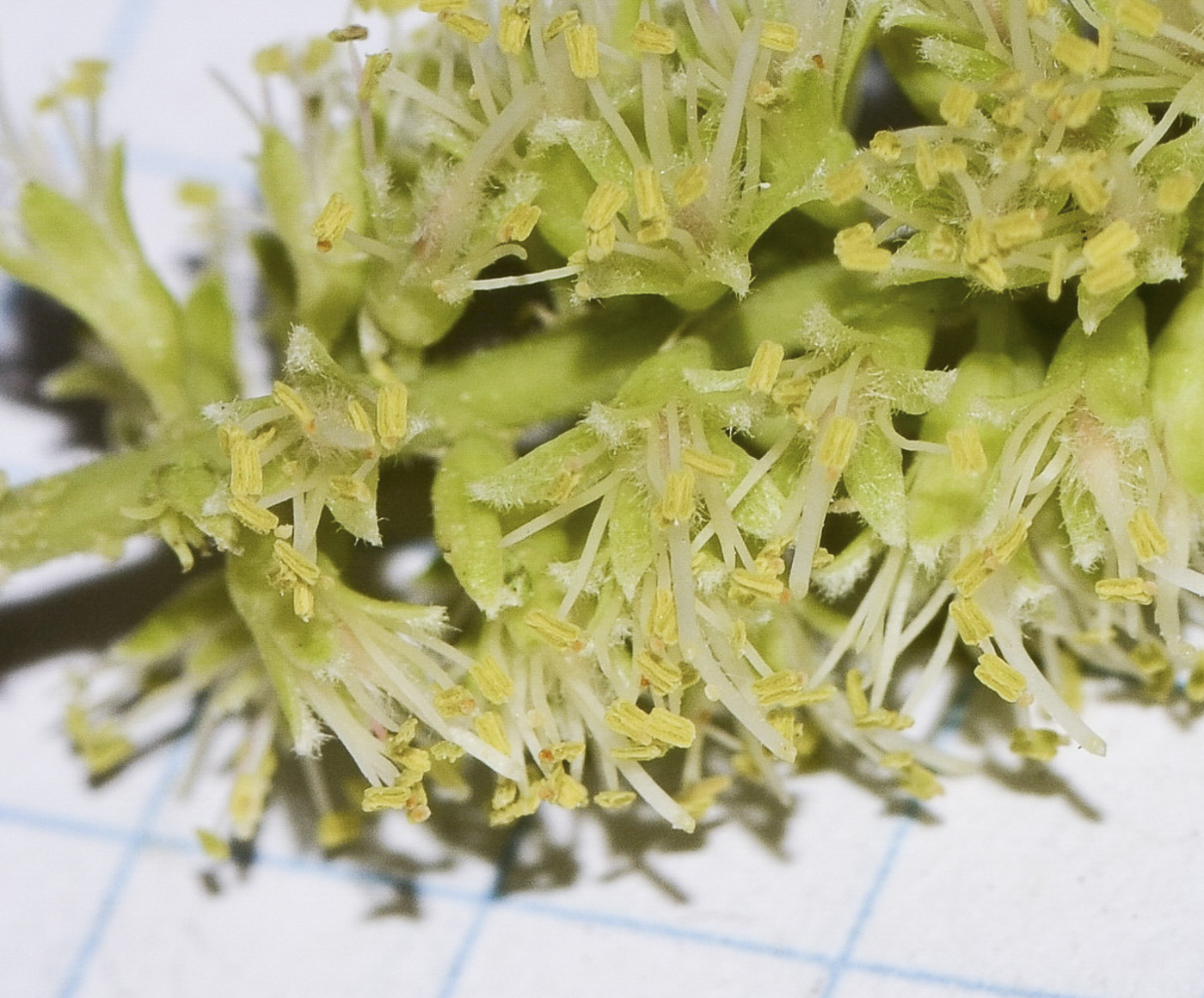 Image of Prosopis juliflora specimen.