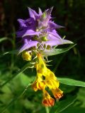 Melampyrum nemorosum. Соцветие. Московская обл., окр. г. Чехов, травяной березняк. 08.07.2008.