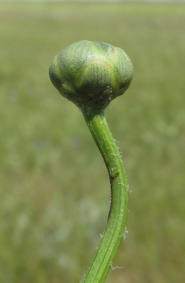 Image of Rhaponticoides taliewii specimen.