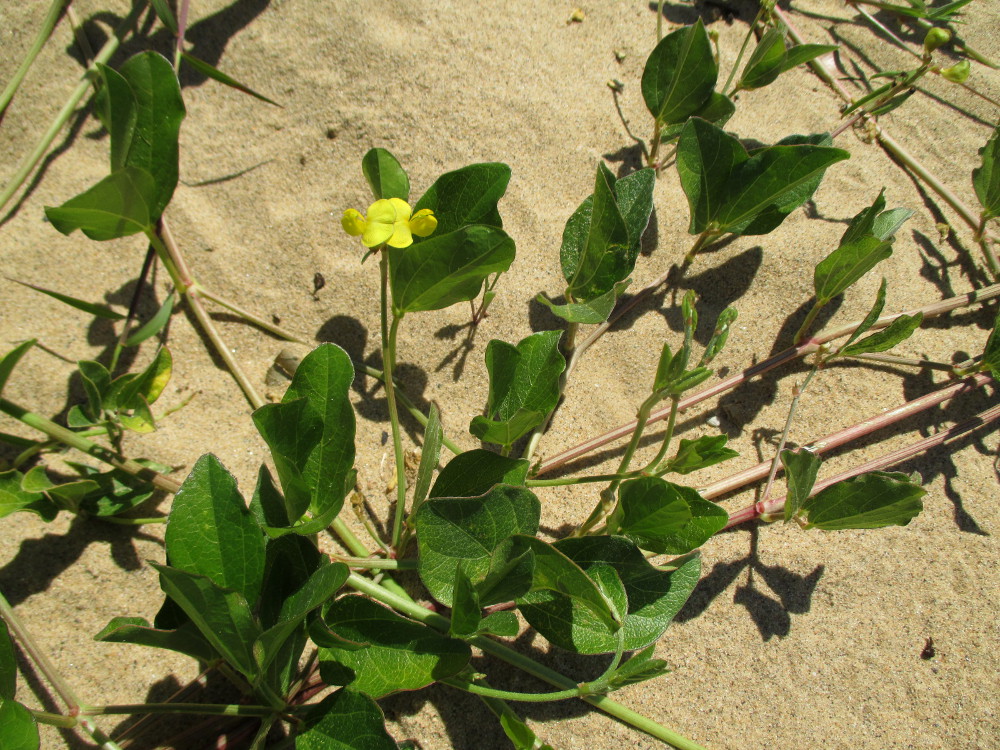 Image of Vigna marina specimen.