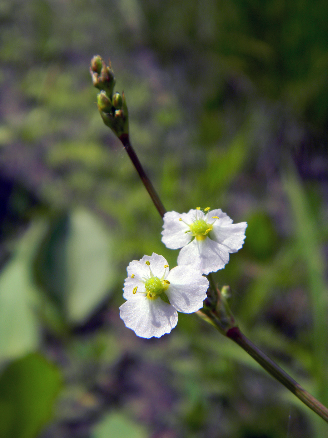 Image of Alisma plantago-aquatica specimen.