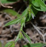 Echium bonnetii