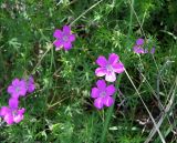 Geranium sanguineum. Часть цветущего растения. Украина, Херсонская обл., Голопристанский р-н, о-в Тендровская Коса, северо-западная часть. 27 мая 2007 г.