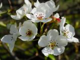 семейство Rosaceae. Соцветие. Приморье, г. Находка, городская набережная. 16.05.2015.