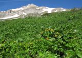 Caltha polypetala. Цветущие растения на субальпийском лугу у ручья. Адыгея, Кавказский биосферный заповедник, гора Гузерипль, северо-восточный склон, ≈ 1800 м н.у.м., субальпийский луг, у ручья. 12.06.2016.