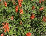 Aloe arborescens