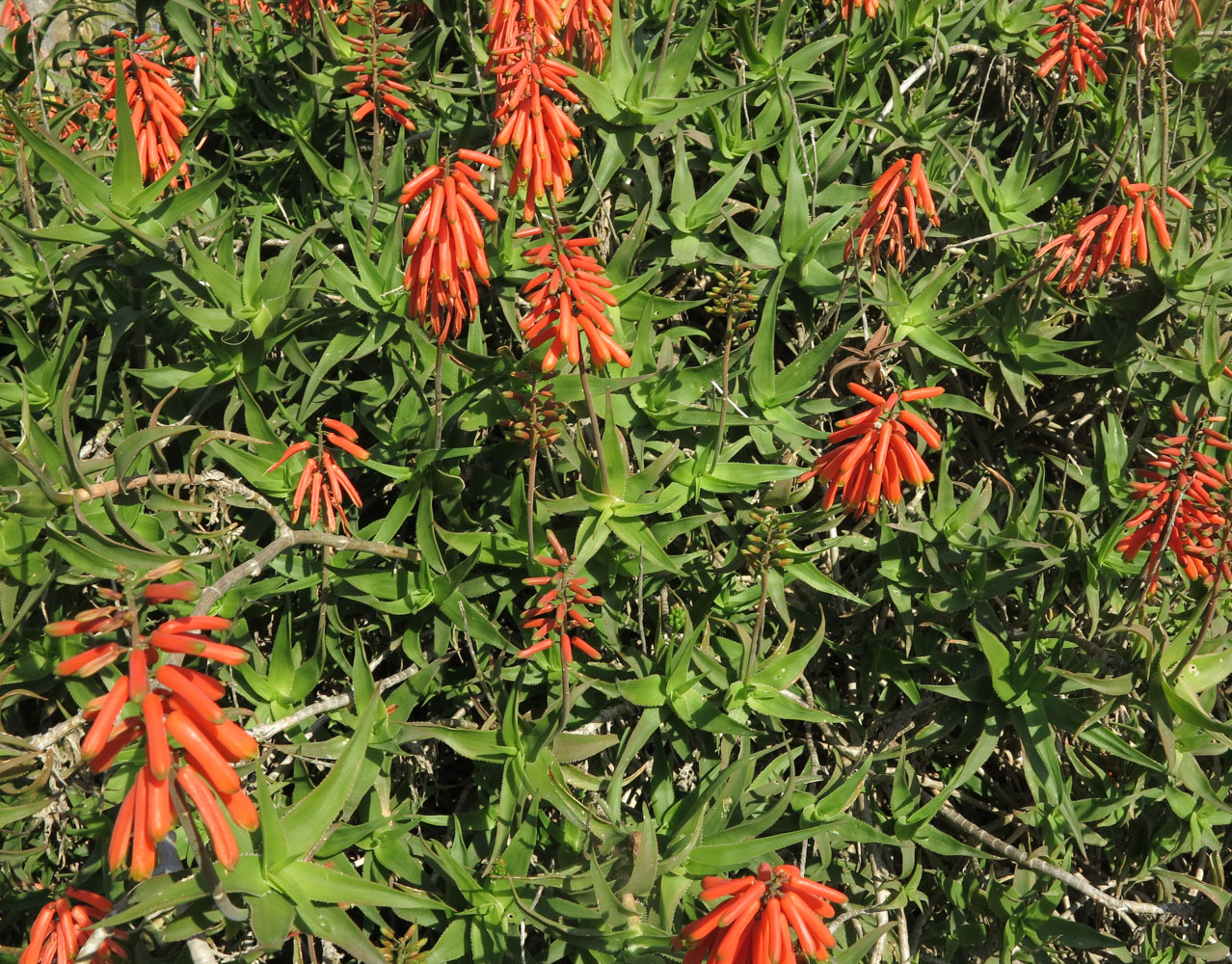 Изображение особи Aloe arborescens.