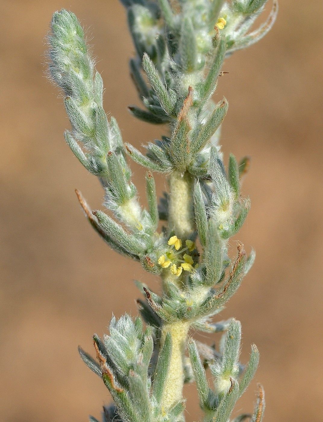 Image of Bassia prostrata specimen.