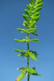 Cruciata coronata