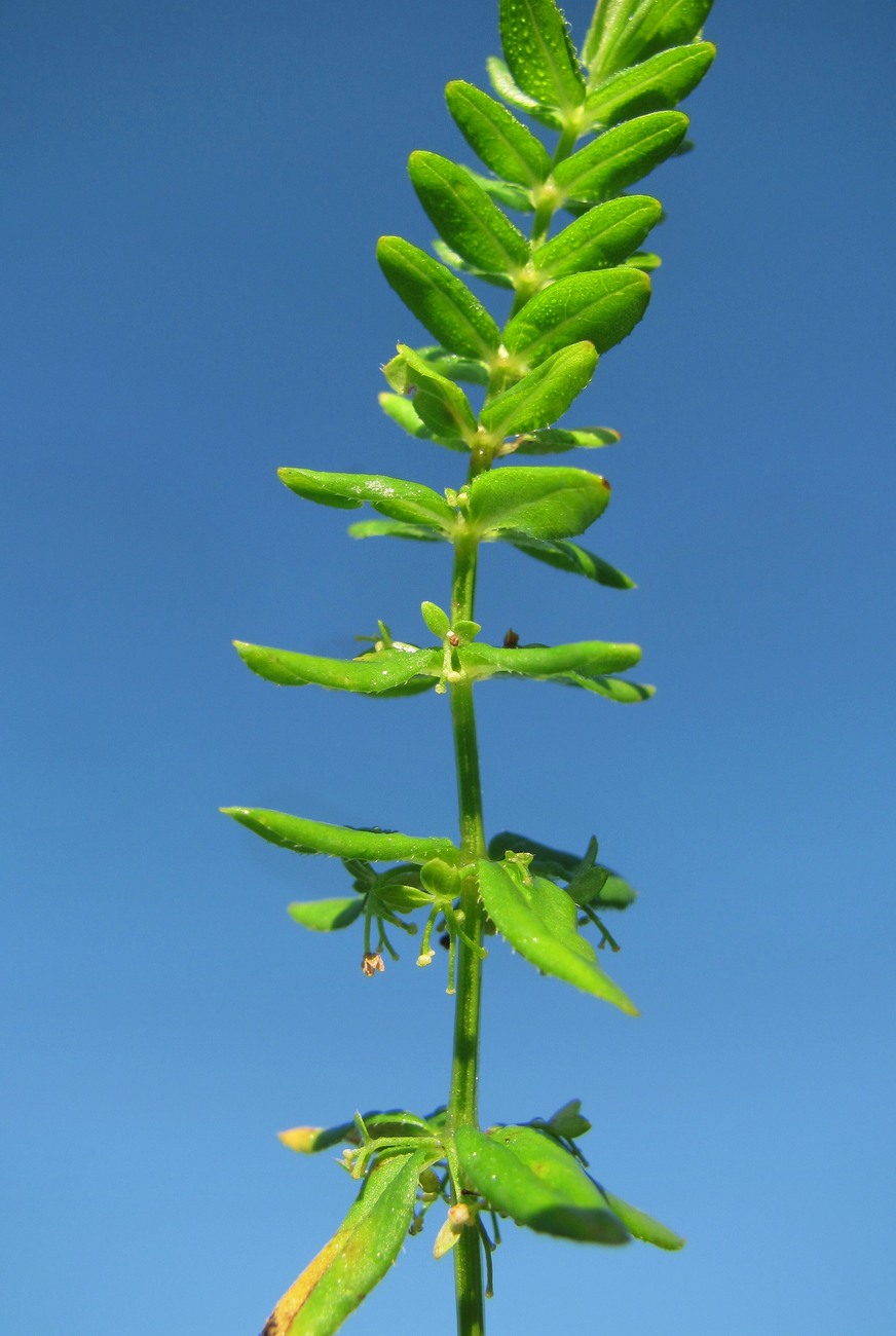 Image of Cruciata coronata specimen.