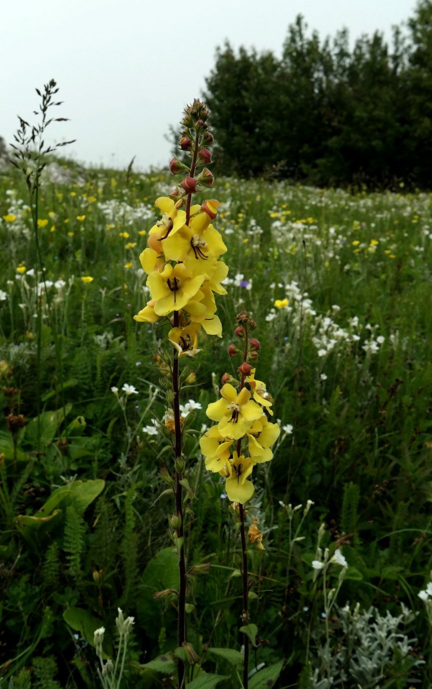 Image of Verbascum spectabile specimen.