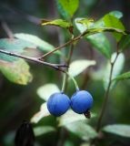 Vaccinium uliginosum. Побег с плодами. Ярославская обл., Рыбинский р-н, с. Каменники, сырой берёзово-осиновый лес. 22.08.2016.