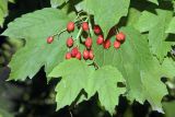 Viburnum opulus