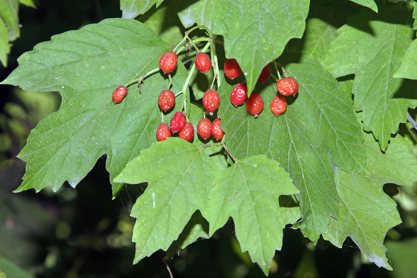 Image of Viburnum opulus specimen.