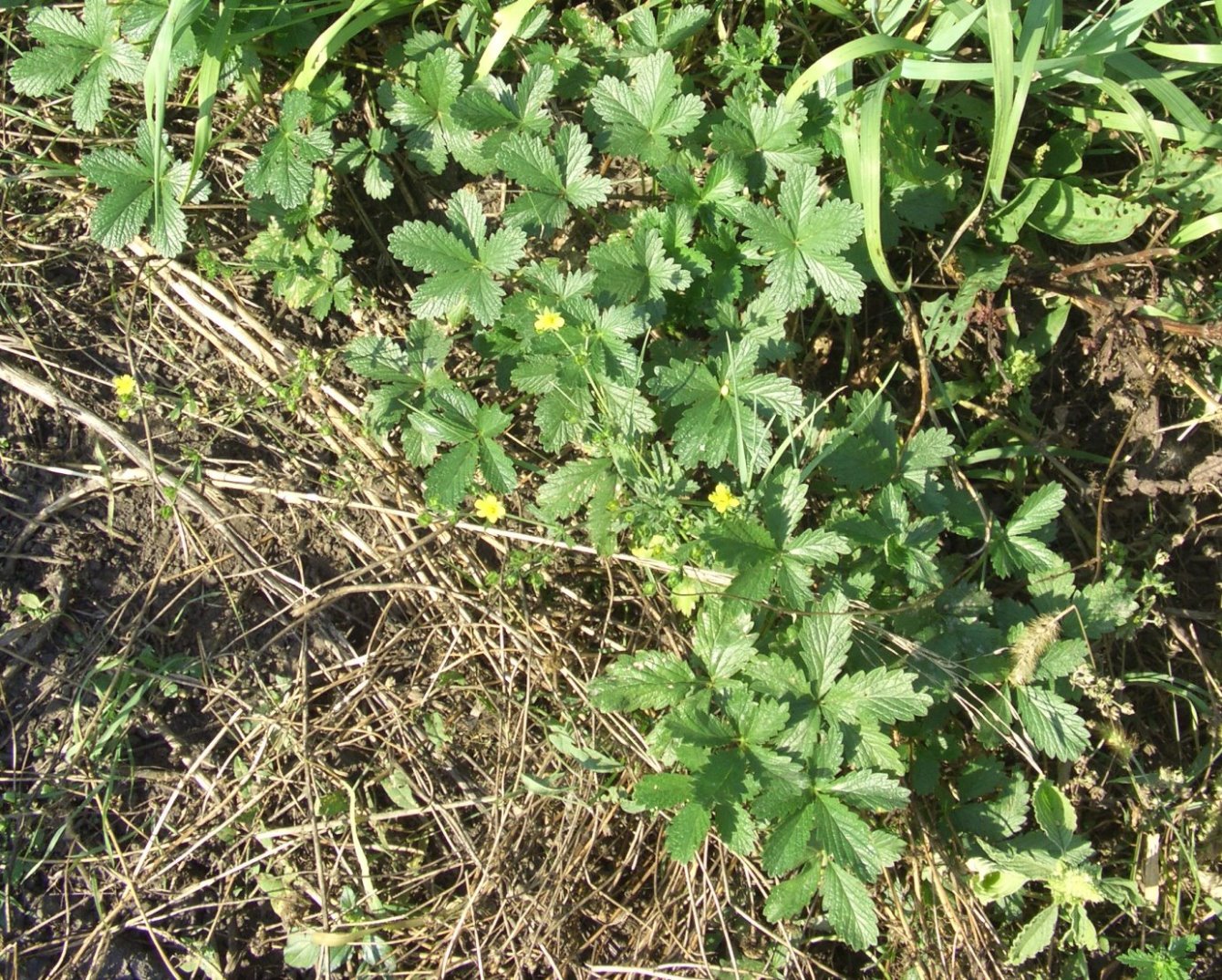 Image of Potentilla intermedia specimen.