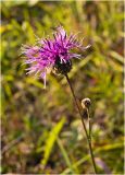 Centaurea scabiosa