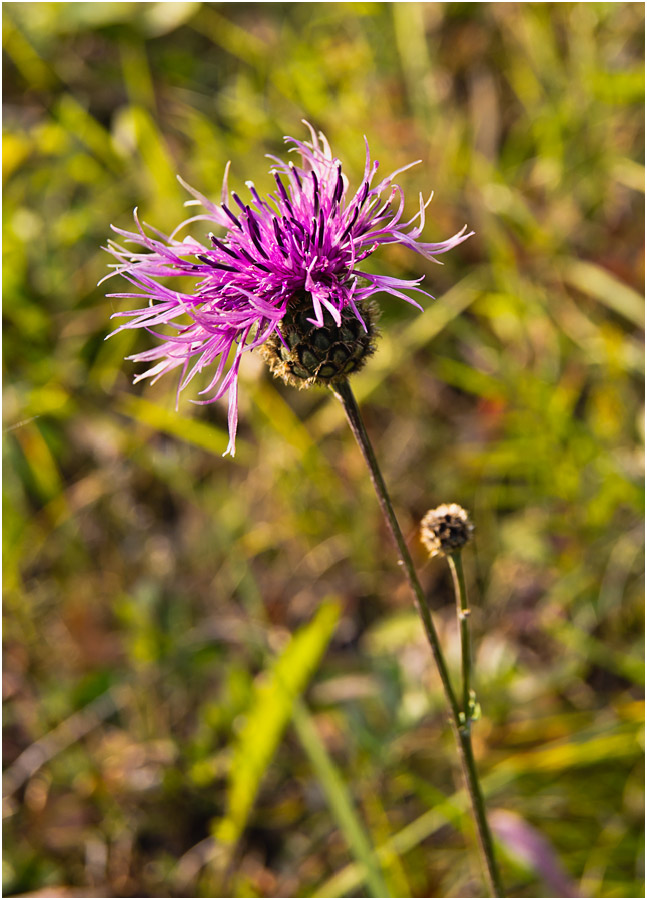 Изображение особи Centaurea scabiosa.