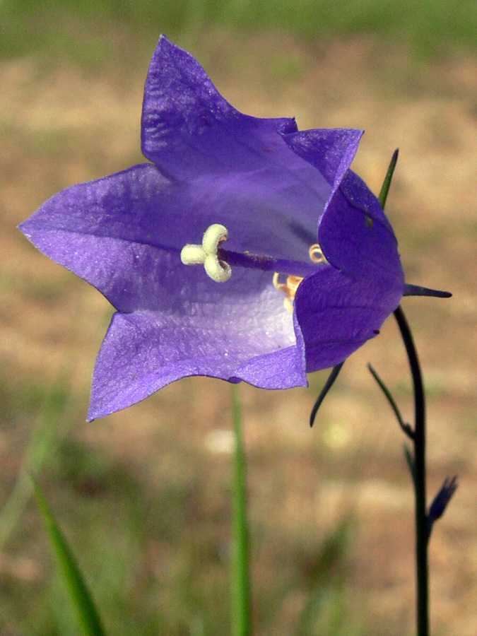 Image of Campanula rotundifolia specimen.