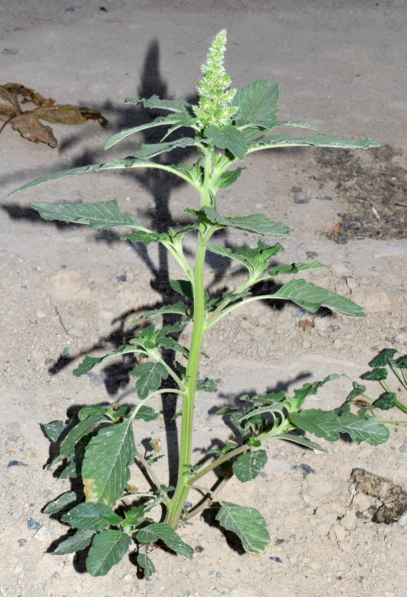 Изображение особи Amaranthus retroflexus.