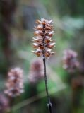 Prunella vulgaris. Верхушка побега с сухим соплодием. Пермский край, Нытвинский р-н, с. Григорьевское, лесная опушка вдоль березового колка. 10.09.2016.