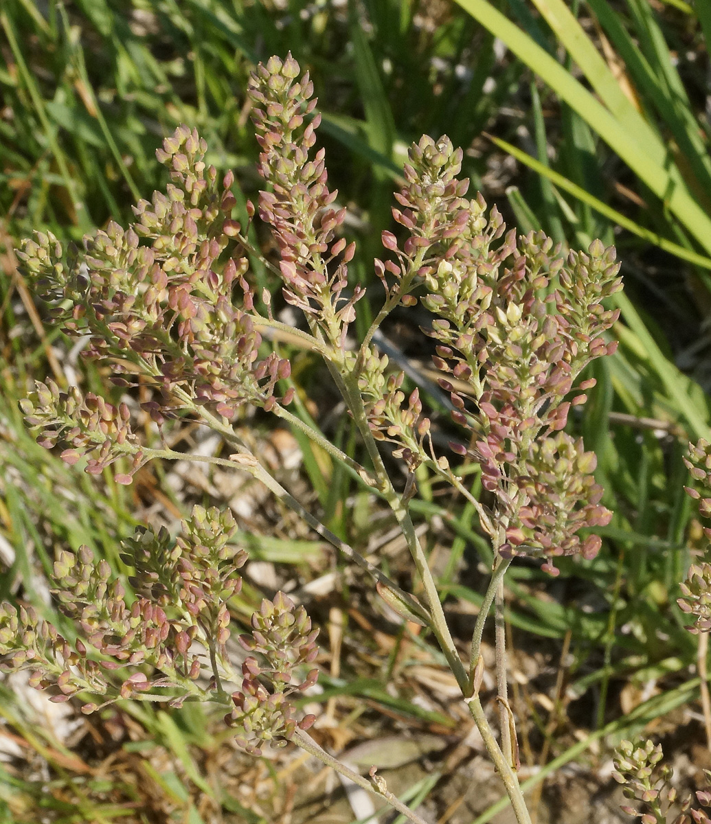 Image of Lepidium cartilagineum specimen.