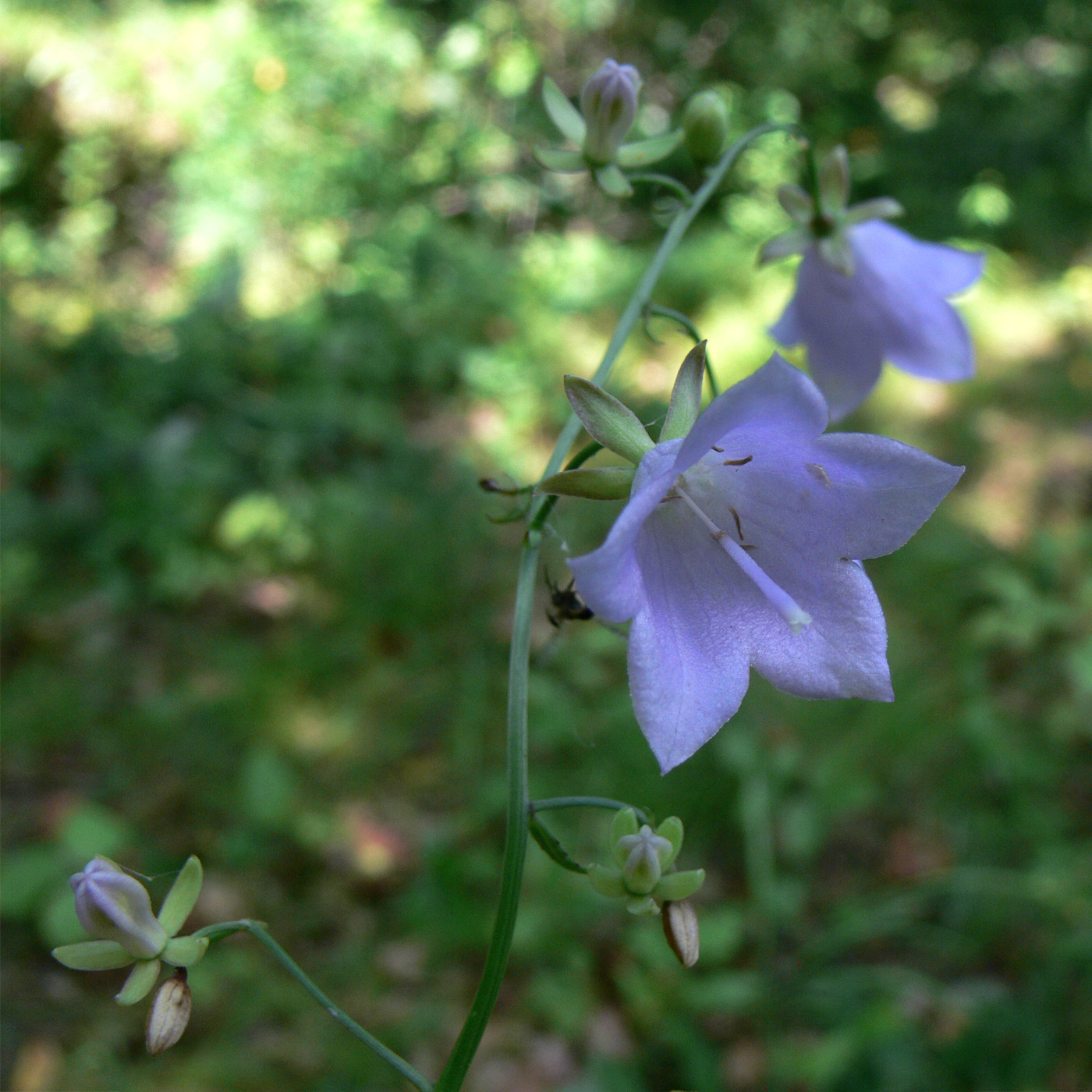 Image of Adenophora divaricata specimen.