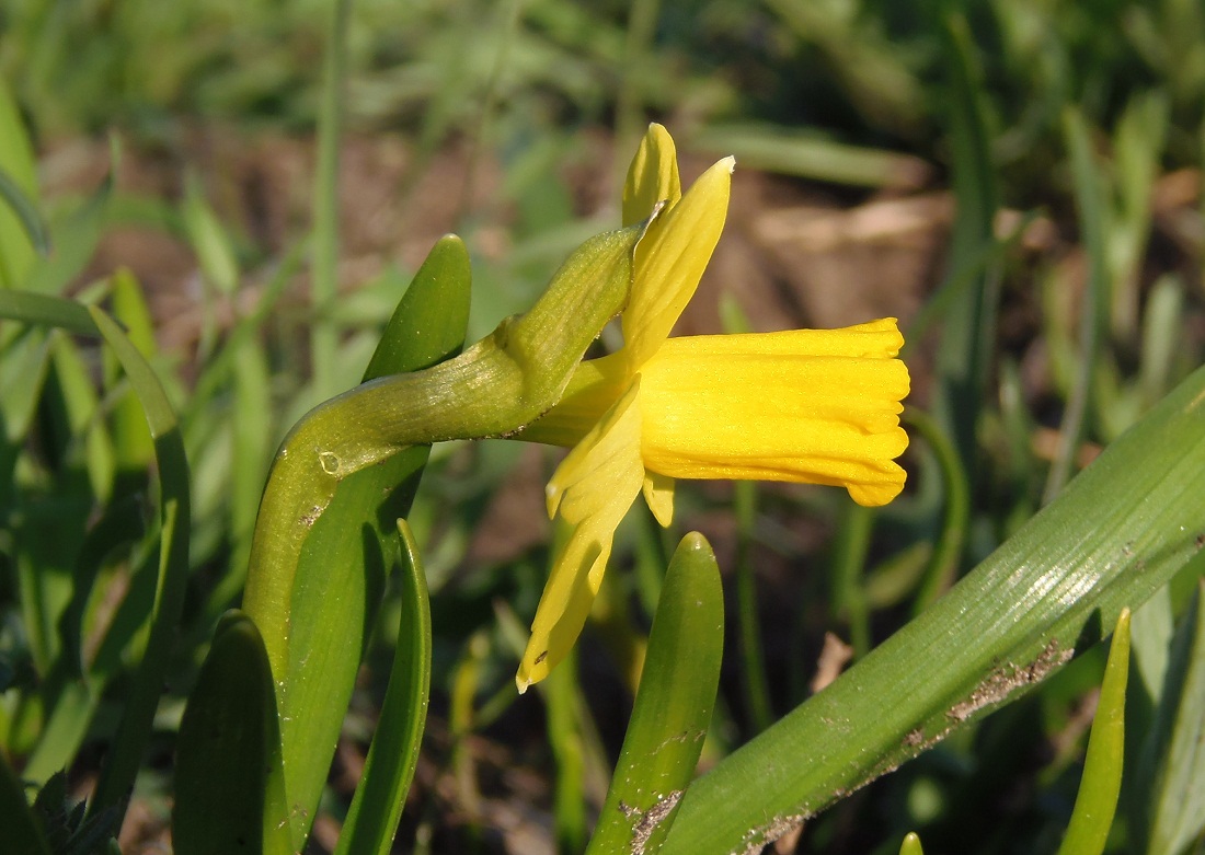 Изображение особи Narcissus pseudonarcissus.