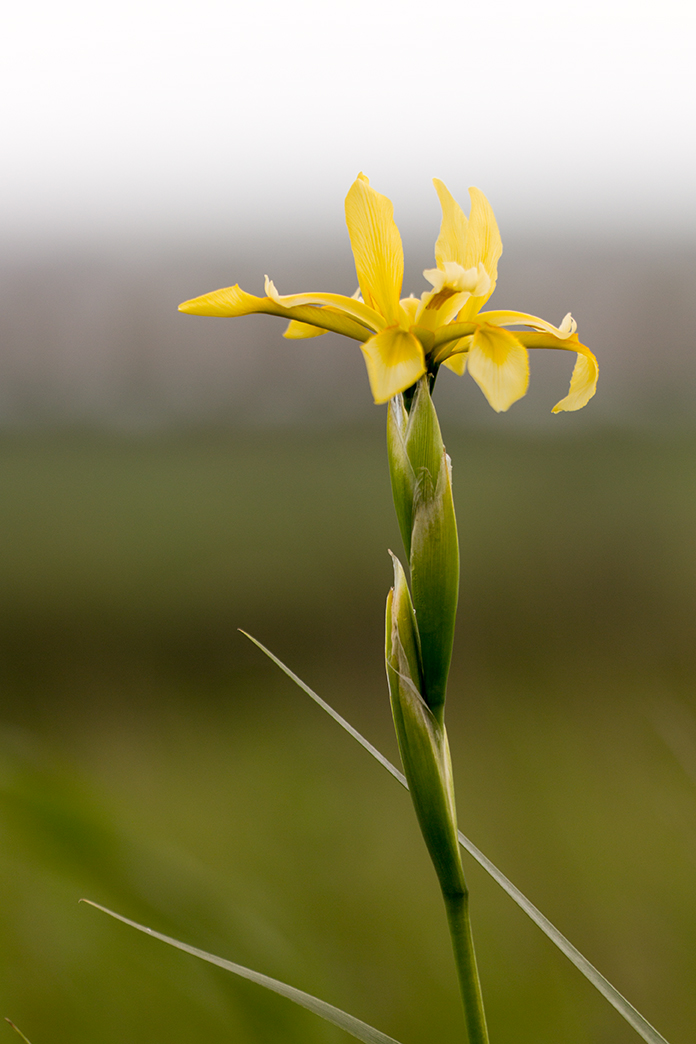 Изображение особи Iris halophila.