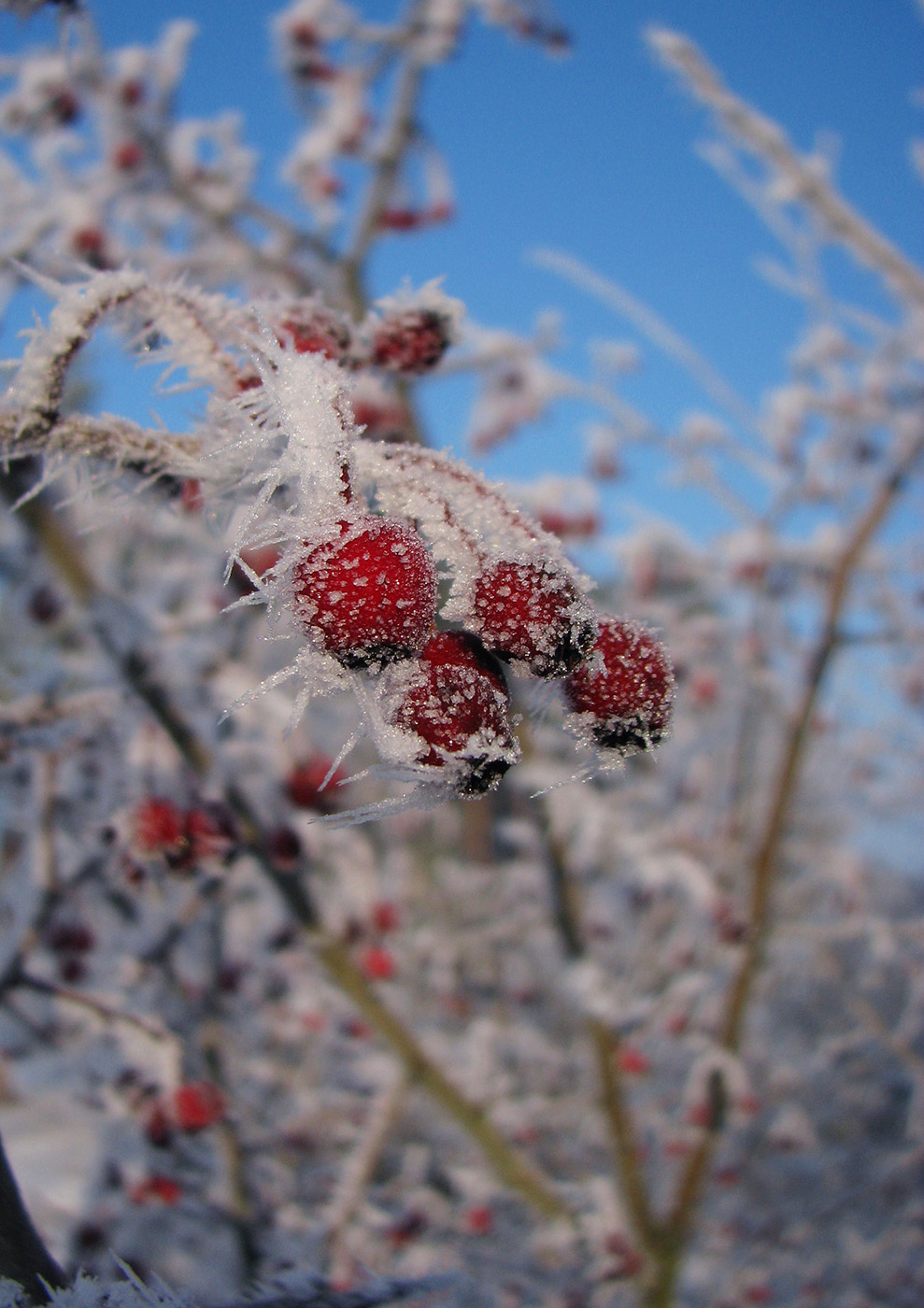 Изображение особи род Crataegus.