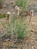 Asphodeline taurica. Плодоносящее растение. Крым, Балаклавский р-н, урочище Айязьма, осыпающийся сухой склон. 06.06.2016.