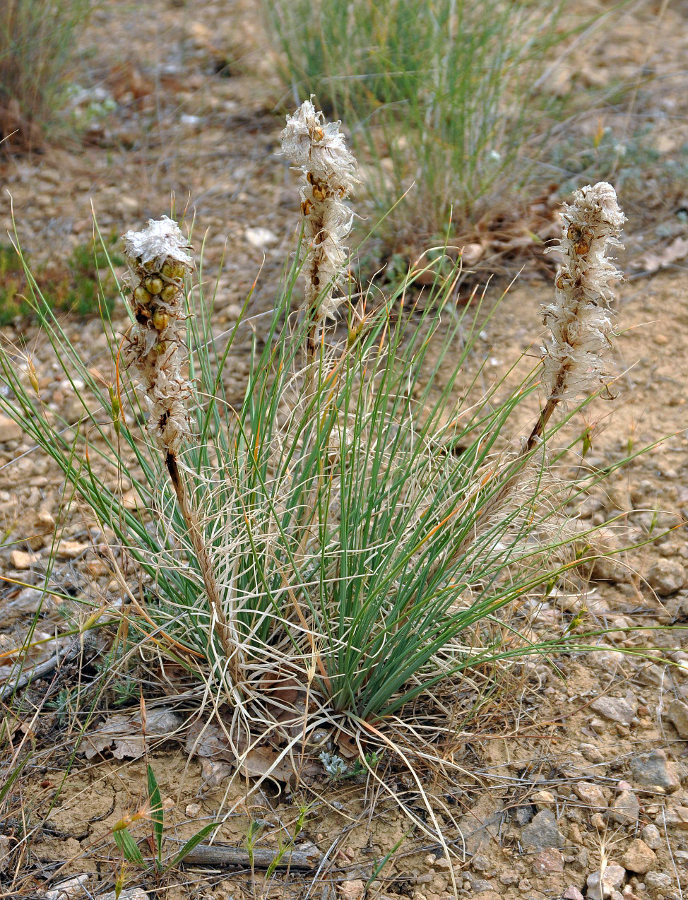 Изображение особи Asphodeline taurica.