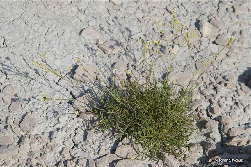 Image of Lepidium turczaninowii specimen.