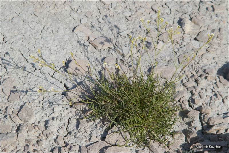 Изображение особи Lepidium turczaninowii.