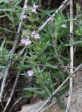 Thymus dzevanovskyi