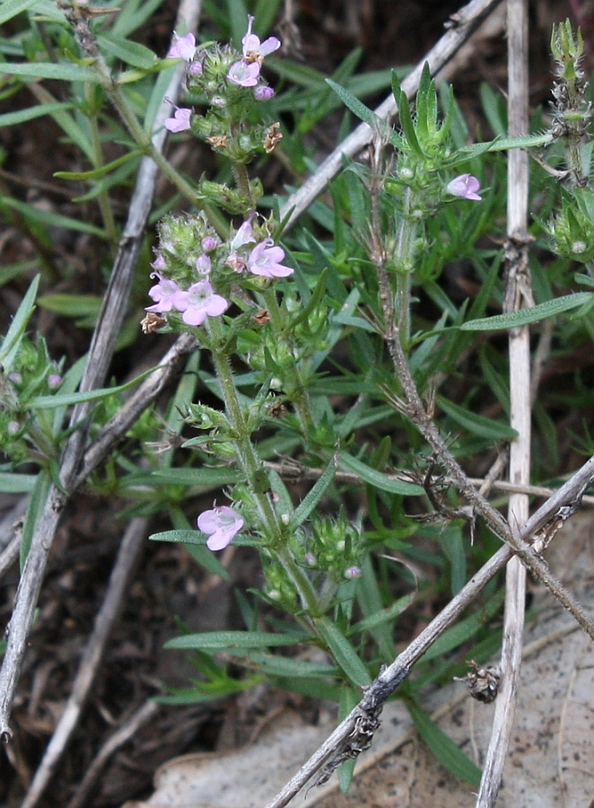 Image of Thymus dzevanovskyi specimen.