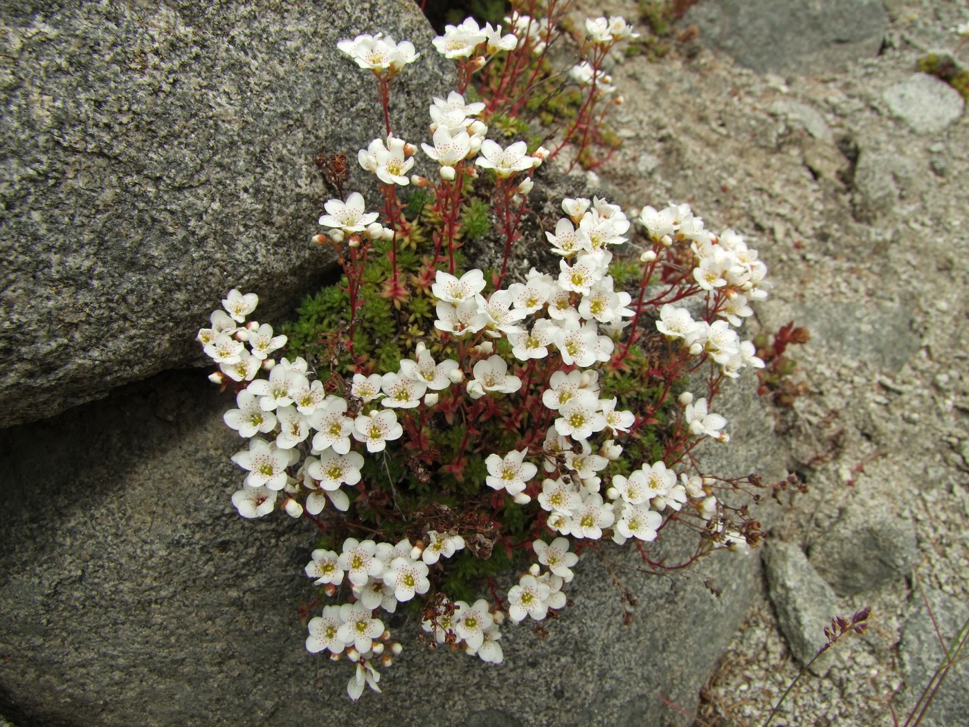 Image of Saxifraga derbekii specimen.