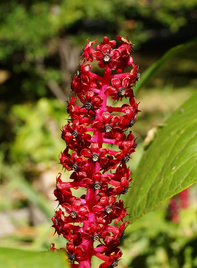 Image of Phytolacca acinosa specimen.