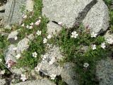 Gypsophila violacea. Цветущие и бутонизирующие растения среди камней на крутом склоне. Магаданская обл., Ольский р-н, Ольское побережье, распадок руч. Наледный. 15.07.2015.