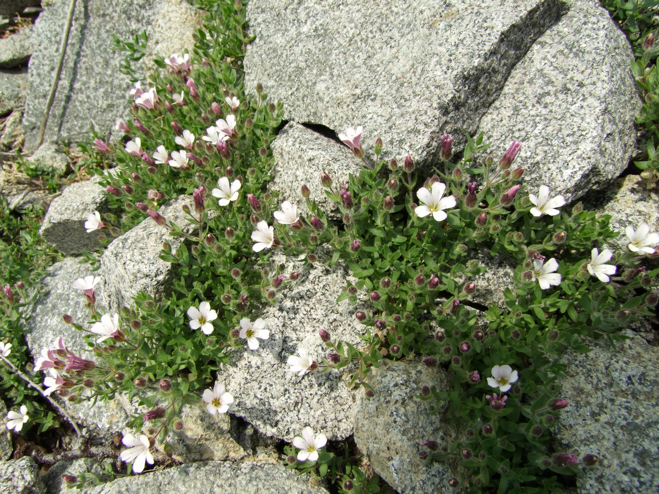 Image of Gypsophila violacea specimen.