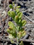 Reseda lutea