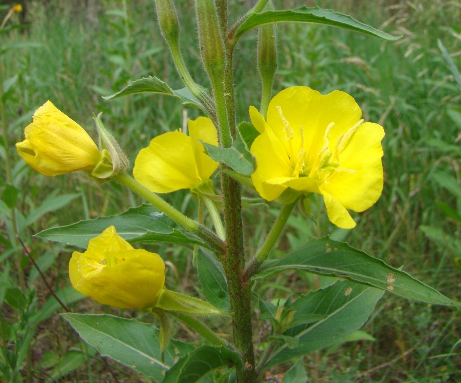 Изображение особи род Oenothera.