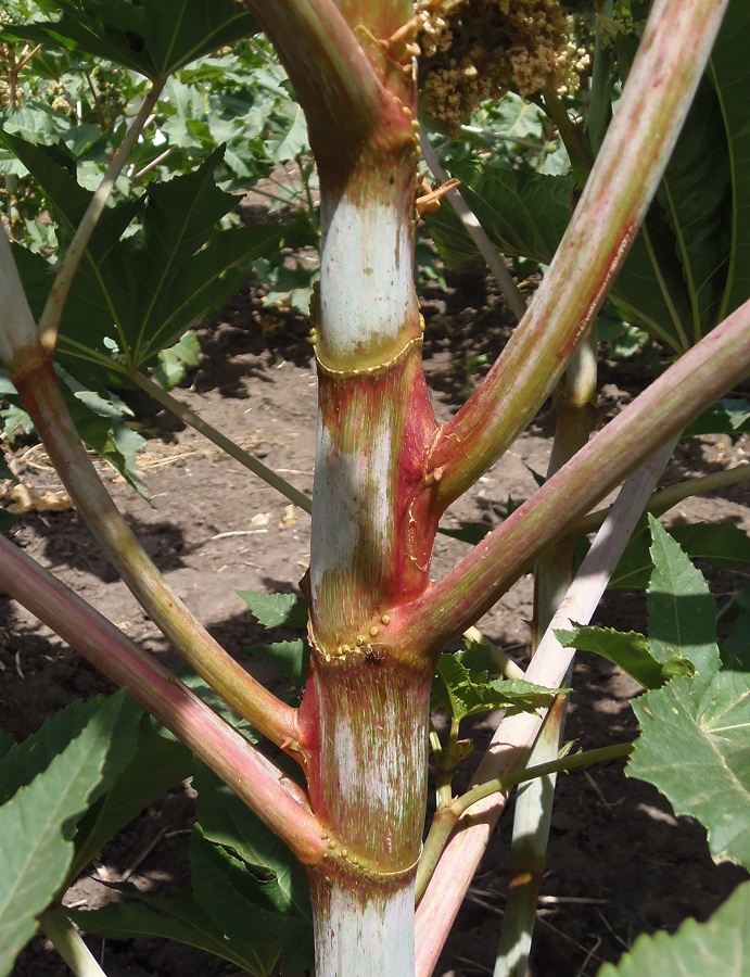 Image of Ricinus communis specimen.