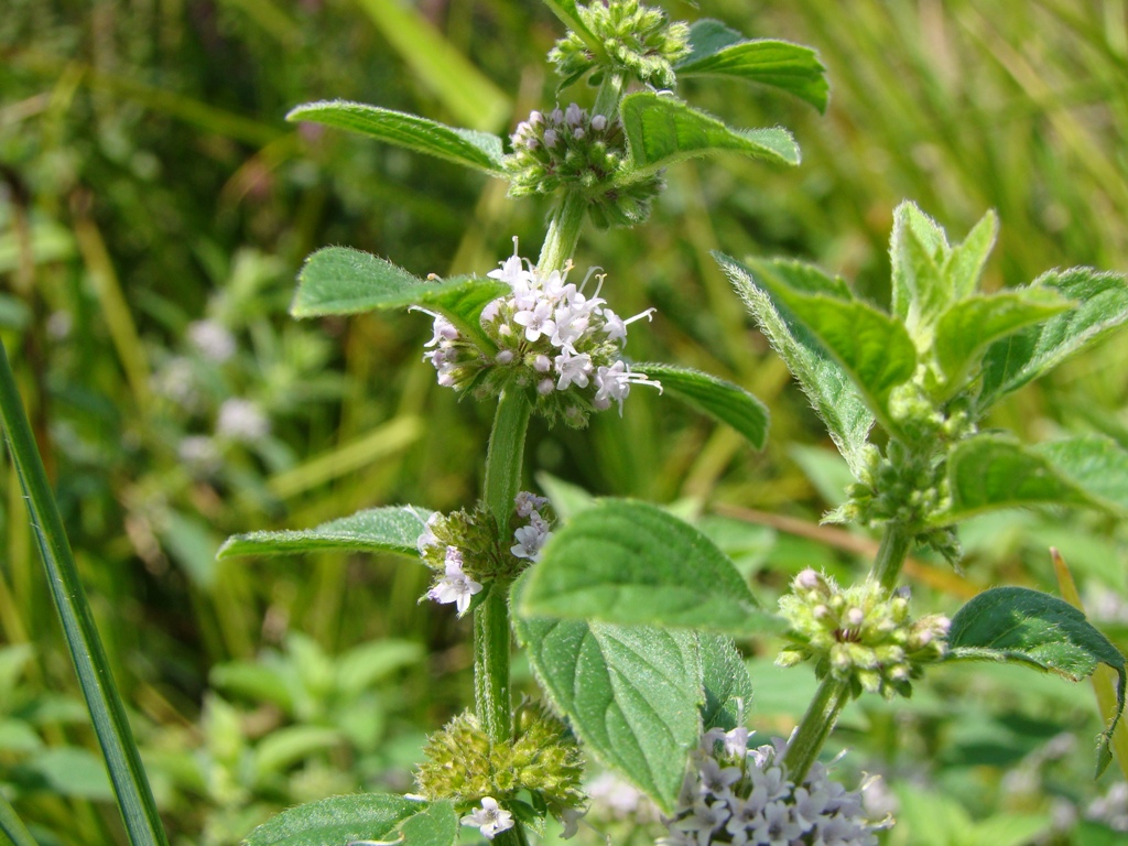 Image of Mentha arvensis specimen.