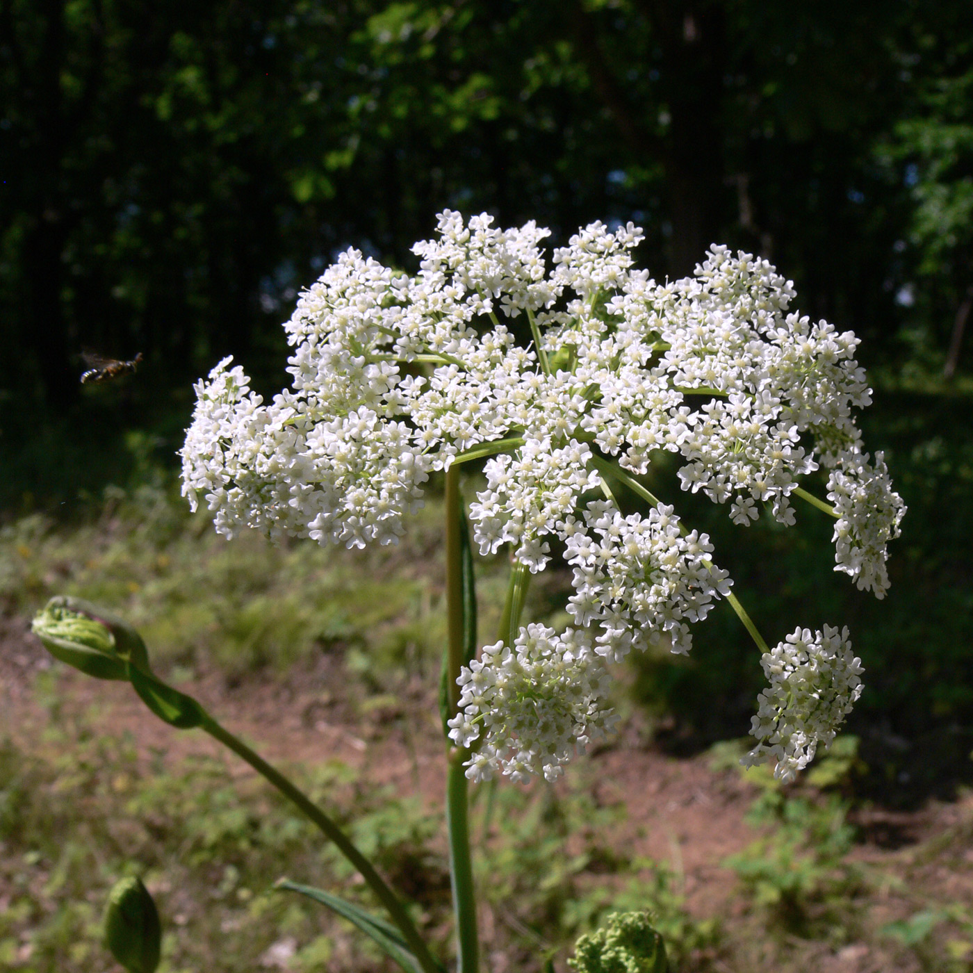 Image of Angelica czernaevia specimen.