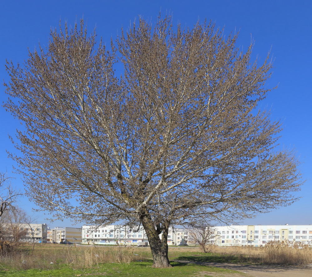 Image of Populus alba specimen.