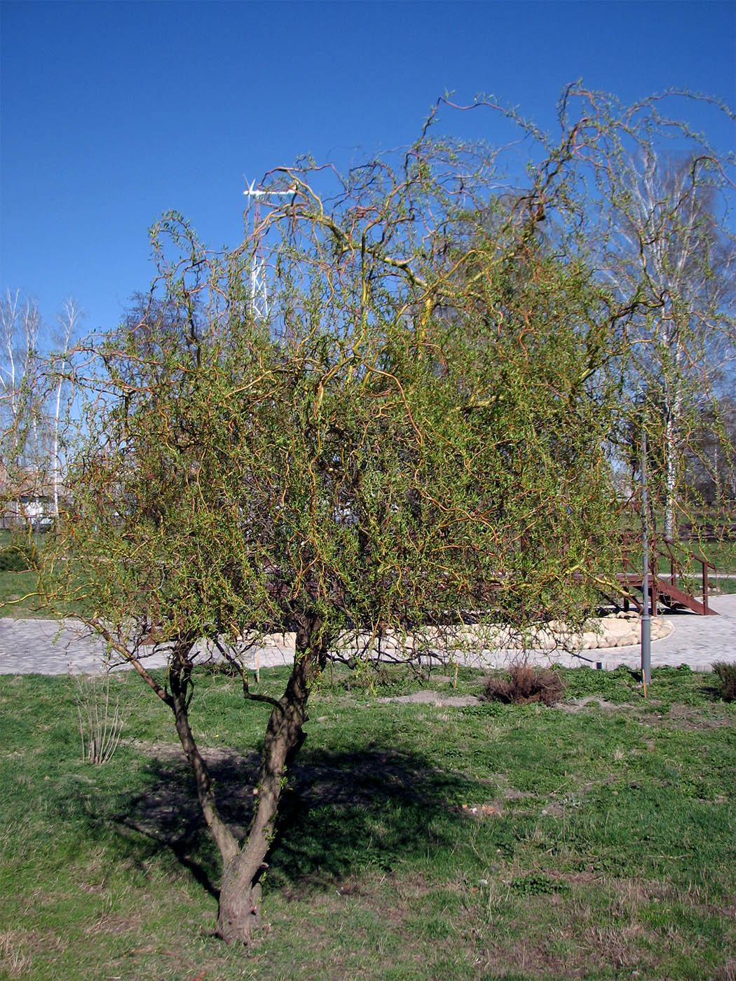 Изображение особи Salix &times; sepulcralis.