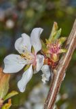 Cerasus tomentosa. Часть побега с цветком, завязью и распускающимися листьями. Молдова, Кишинев, Ботанический сад АН Молдовы, каменная горка. 10.04.2017.
