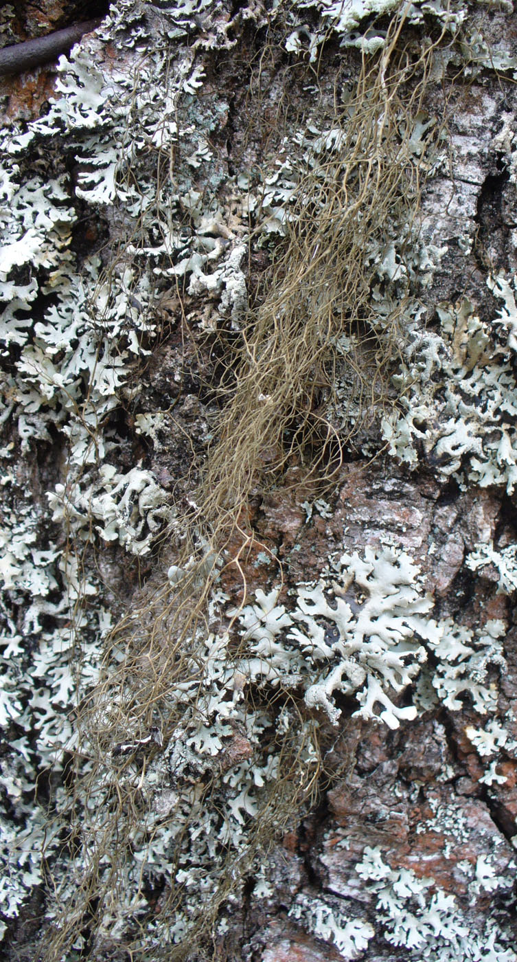 Image of Bryoria fuscescens specimen.