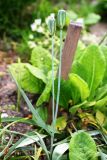Tulipa biebersteiniana