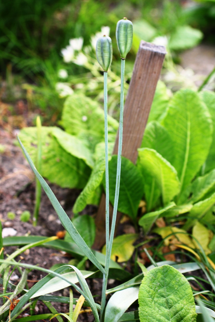 Image of Tulipa biebersteiniana specimen.
